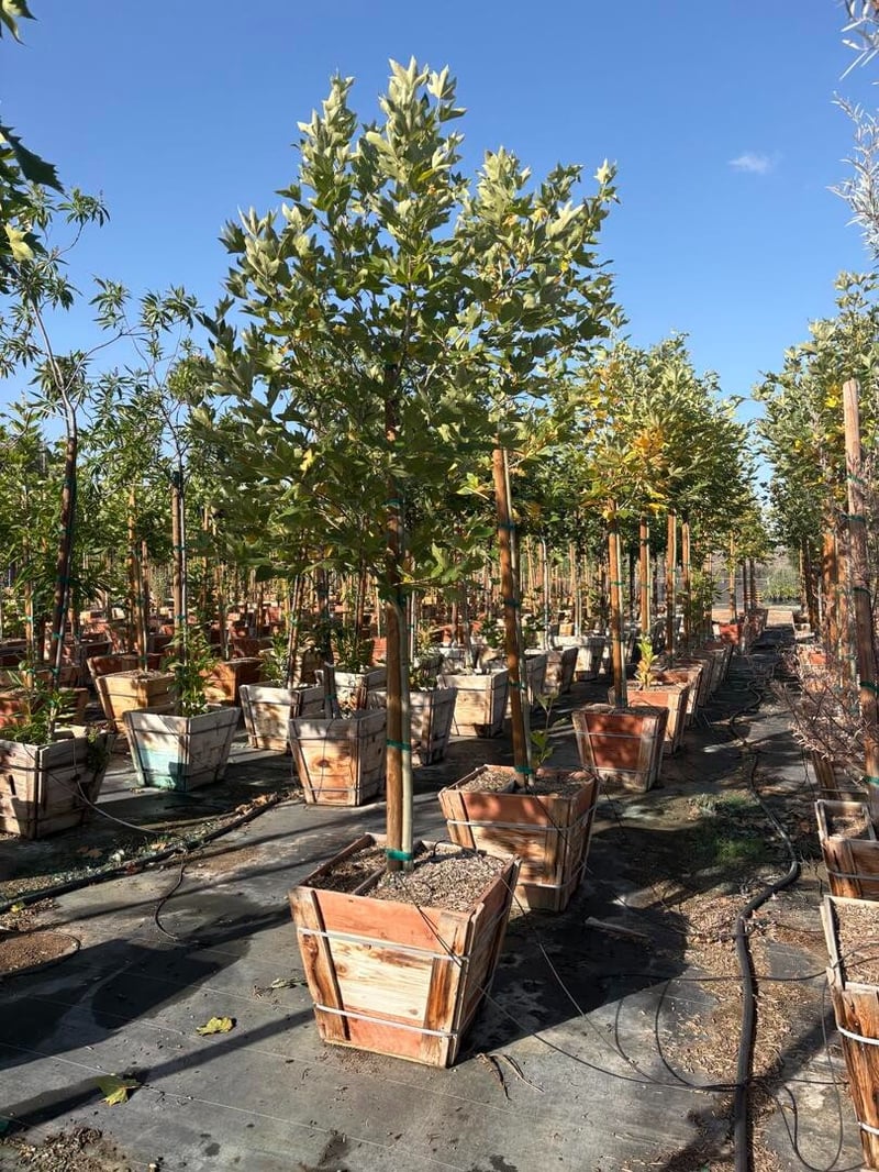 Photo for Platanus racemosa (Standard) (California Sycamore)