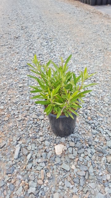 Photo for Salvia mellifera (Black Sage, Honey Sage)