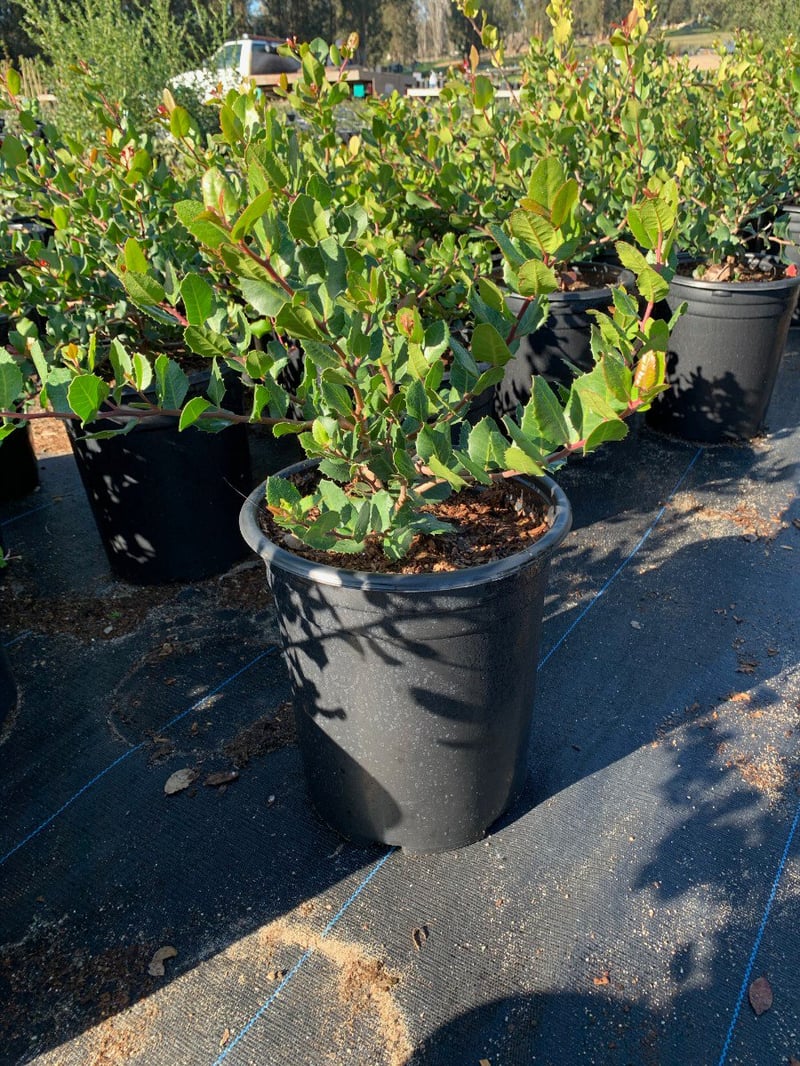 Photo for Rhus integrifolia (Lemonade Berry)