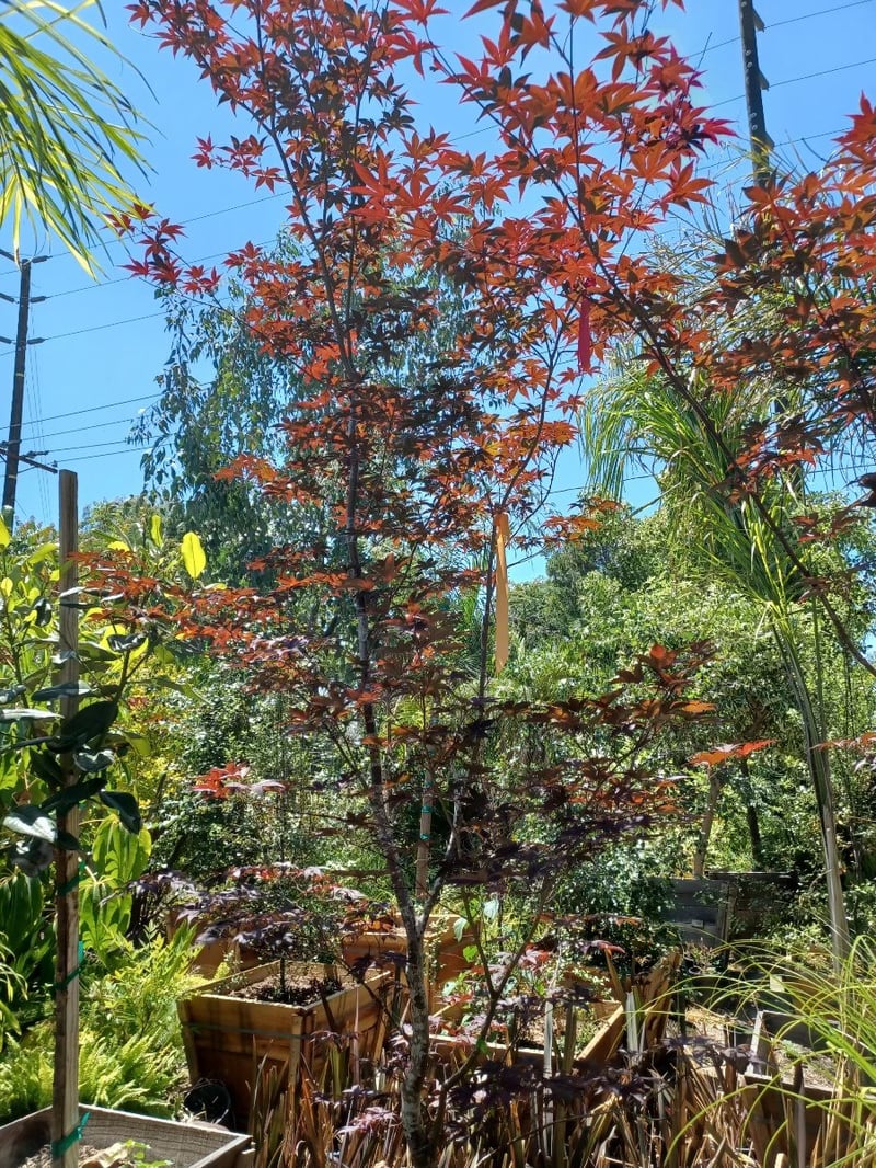 Photo for Acer palmatum 'Bloodgood' (Bloodgood Japanese Maple)