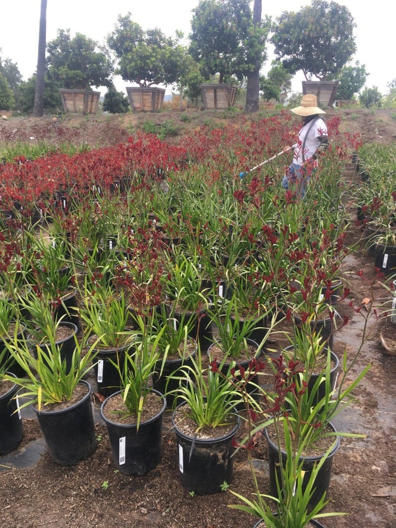 Photo for Anigozanthos flavidus 'Big Red' (Red Kangaroo Paw)