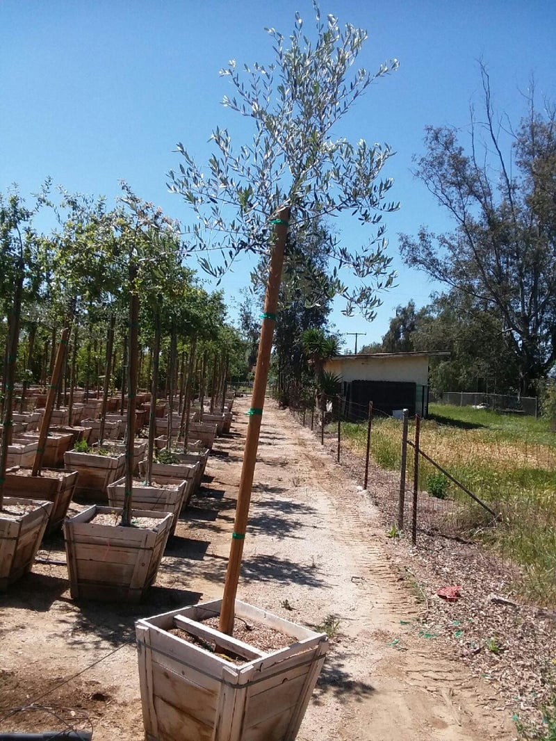 Photo for Olea europaea (Standard) (Olive Tree)