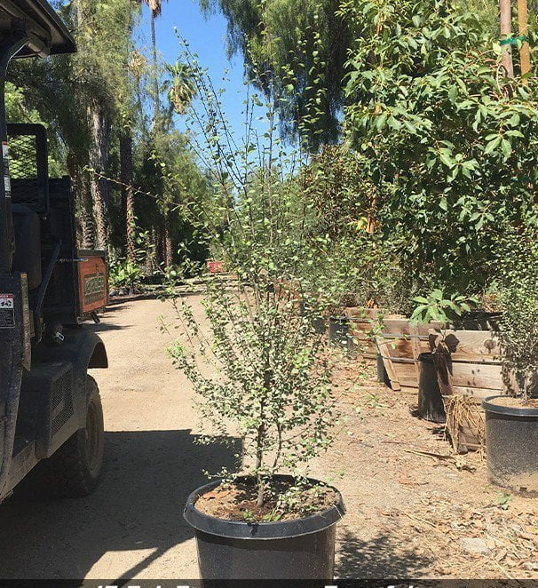 Photo for Pittosporum tenuifolium 'Silver Sheen' (Silver Sheen Kohuhu)