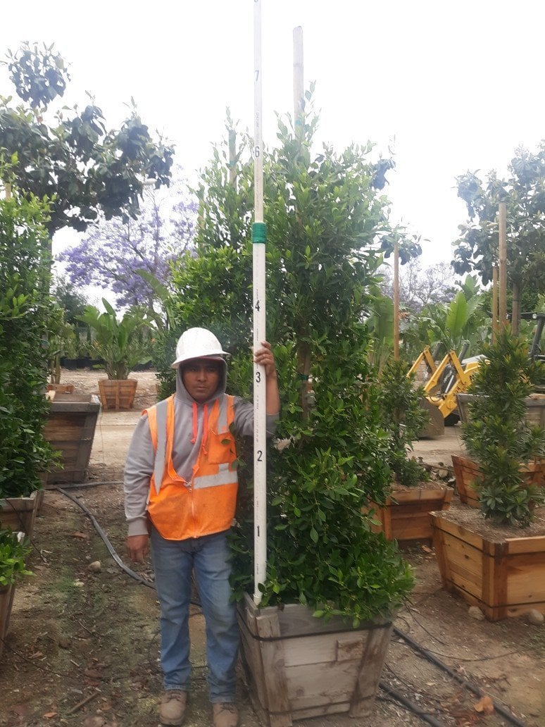 Photo for Ficus microcarpa nitida (Indian Laurel)