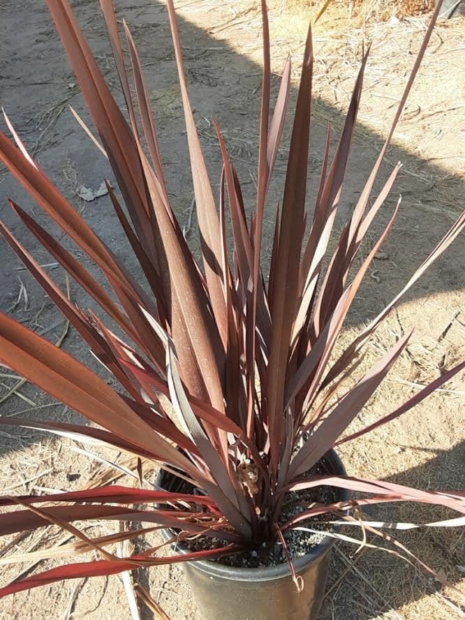 Photo for Phormium 'Dusky Chief' (Dusky Chief New Zealand Flax)