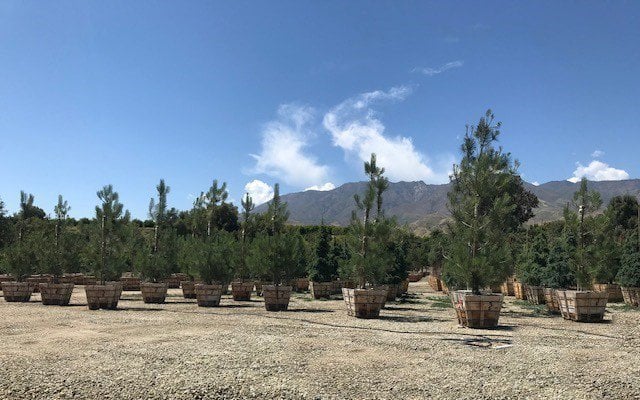 Photo for Pinus torreyana (Torrey Pine)
