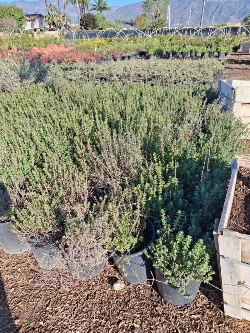 Photo for Teucrium x lucidrys (T. chamaedrys) (Wall Germander)
