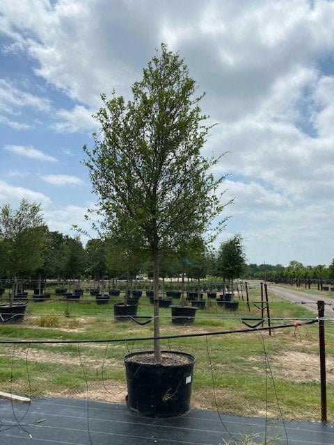 Photo for Ulmus parviflora (Chinese Elm)
