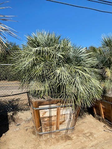 Photo for Chamaerops humilis var. argentea (Atlas Mountain Palm)