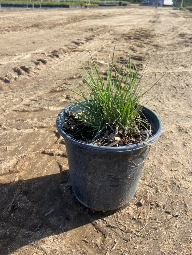 Photo for Bouteloua gracilis 'Blonde Ambition' (Blonde Ambition Blue Grama Grass)