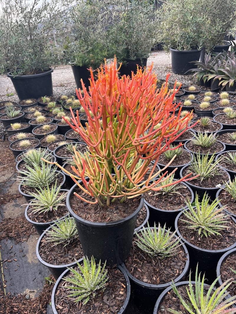 Photo for Euphorbia tirucalli 'Sticks on Fire' (Red Pencil Tree)