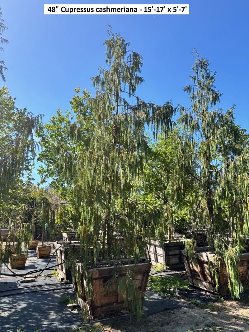 Photo for Cupressus cashmeriana (Kashmir Cypress)
