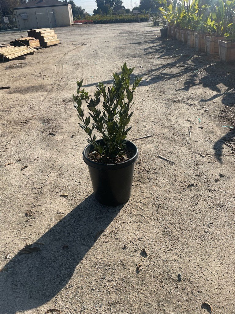 Photo for Laurus nobilis (Bush) (Sweet Bay Laurel)