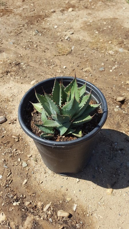 Photo for Agave shawii (Shaw's Agave)