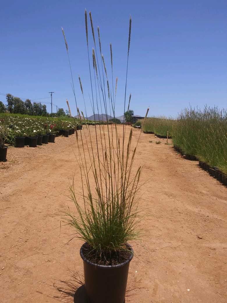 Photo for Pennisetum spathiolatum (Slender Veldt Grass)
