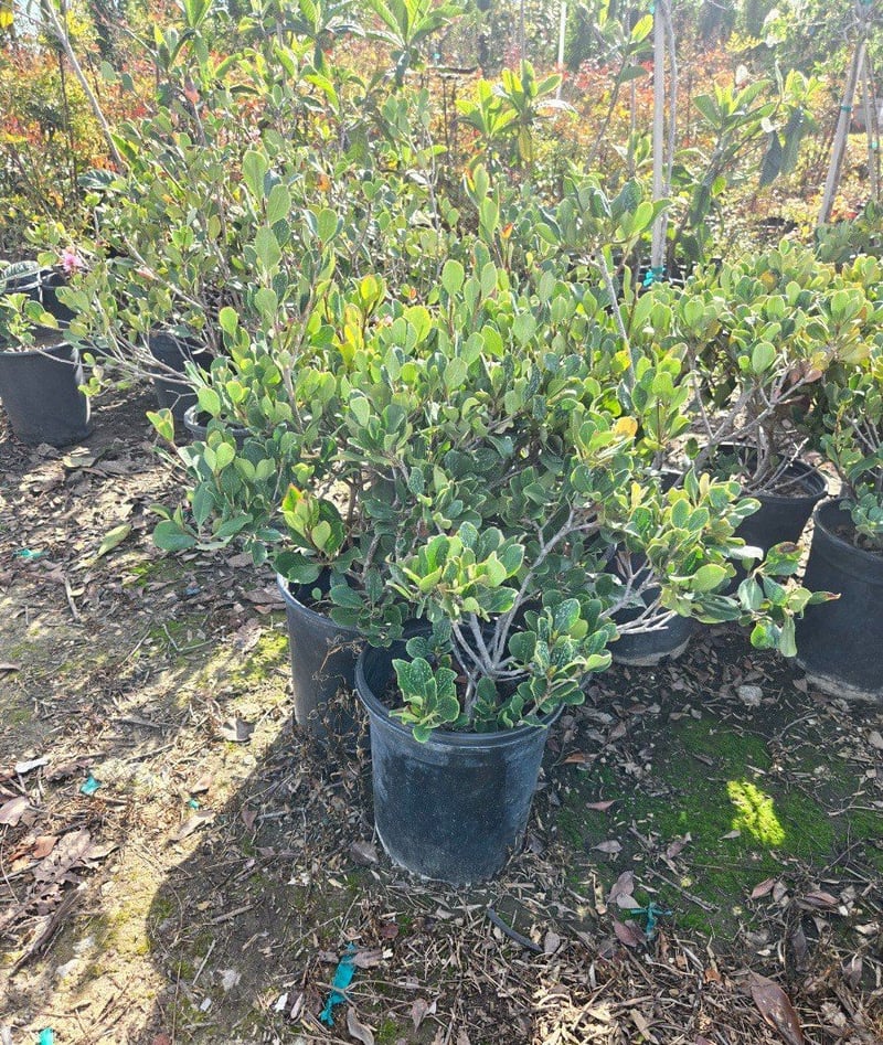 Photo for Raphiolepis indica (Indian Hawthorne)
