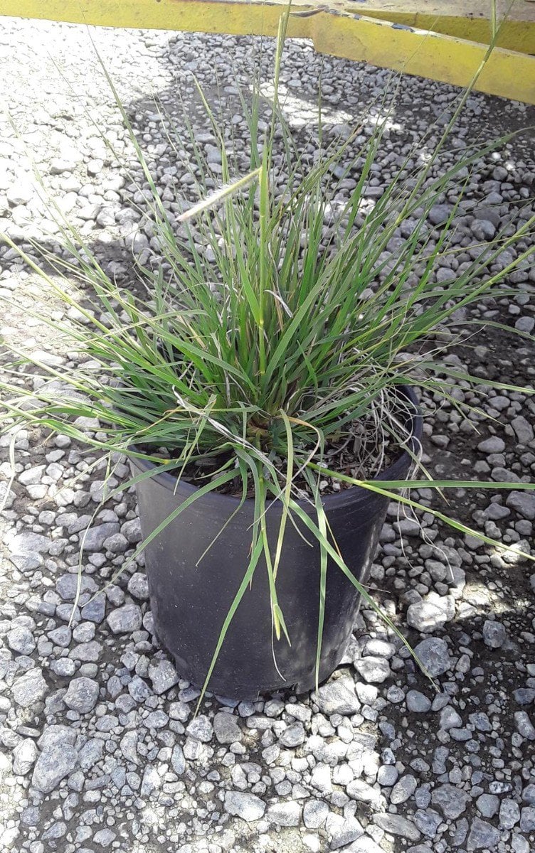 Photo for Bouteloua gracilis 'Blonde Ambition' (Blonde Ambition Blue Grama Grass)