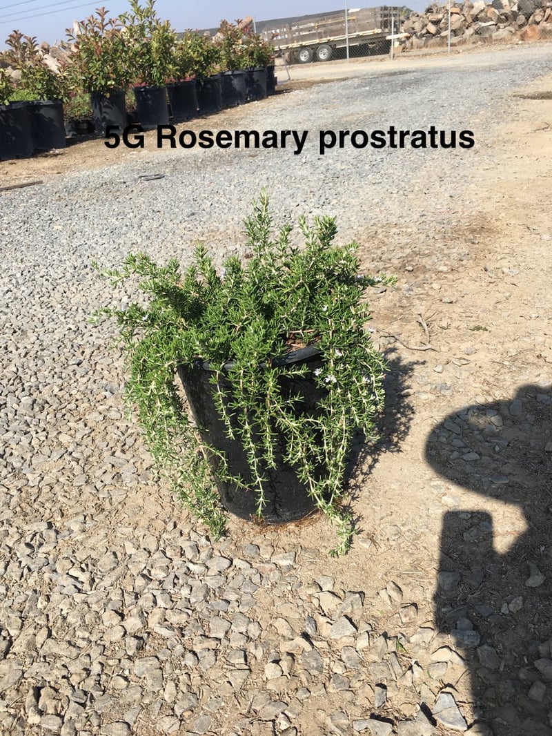 Photo for Rosmarinus officinalis 'Prostratus' (Trailing Rosemary)