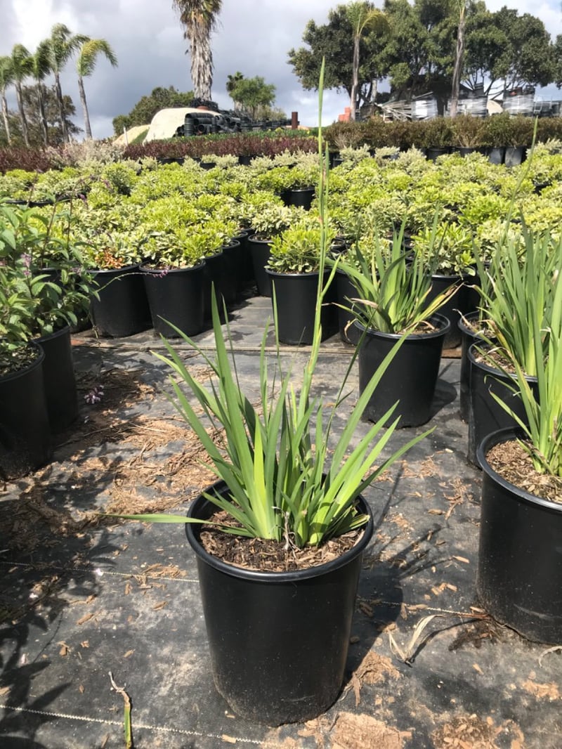 Photo for Dietes grandiflora (Fortnight Iris)