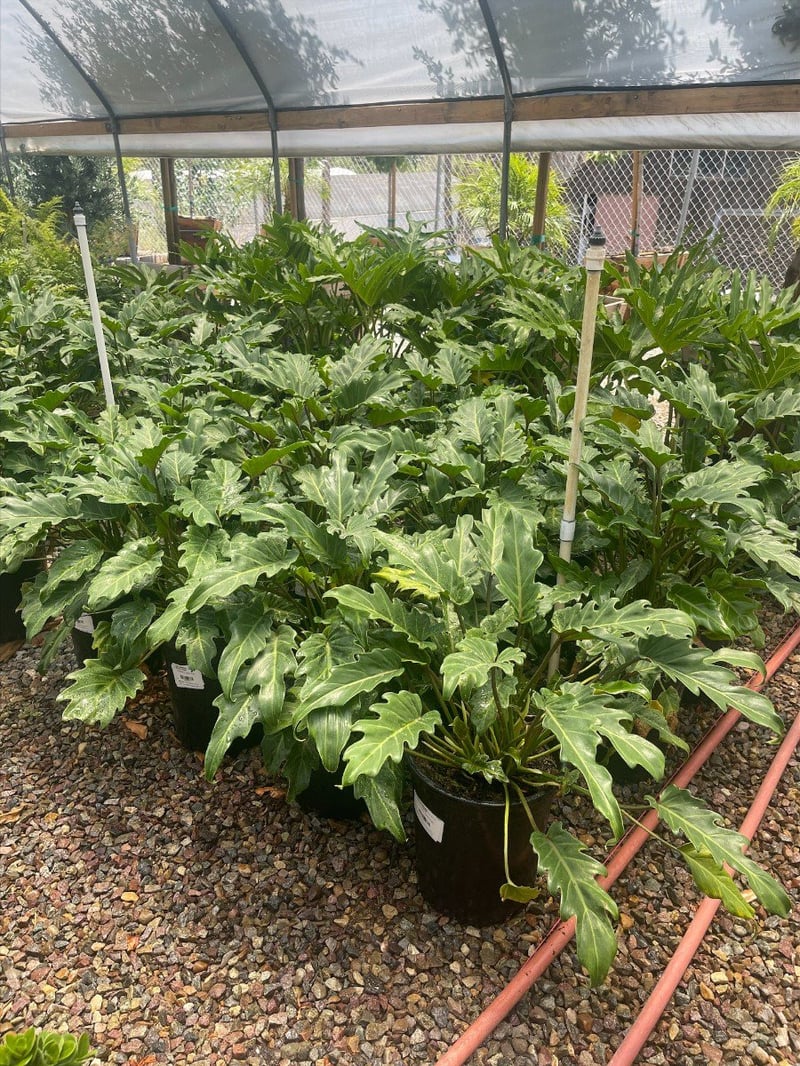Photo for Philodendron 'Xanadu' (Xanadu Philodendron)