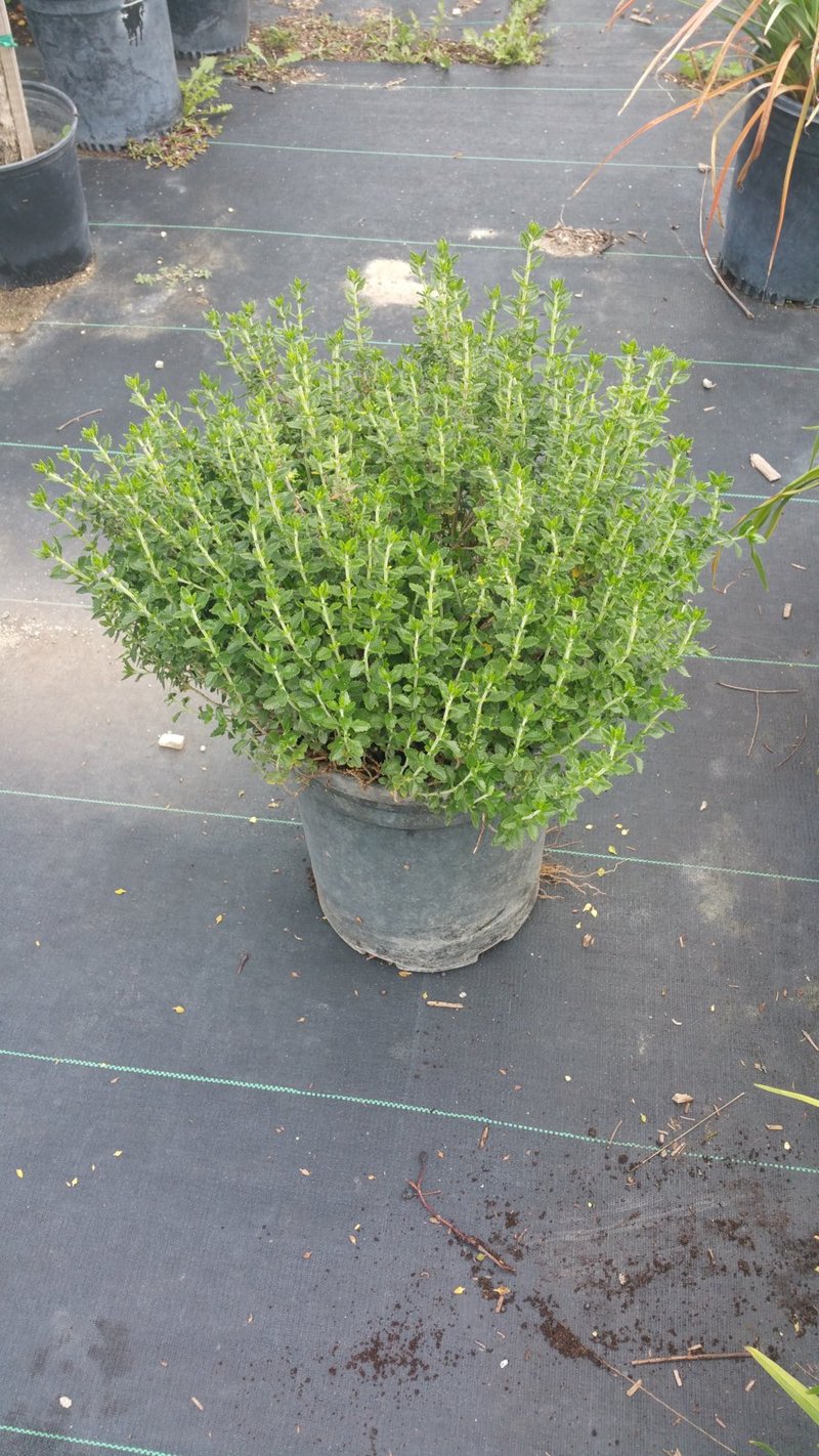 Photo for Agave desmetiana (Smooth Agave)