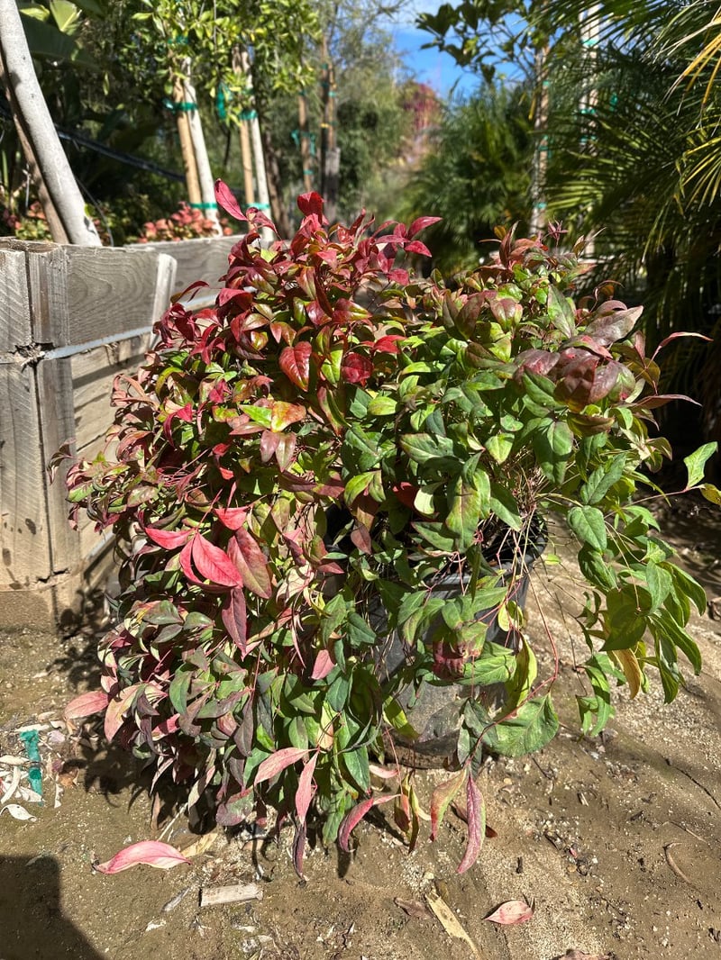 Photo for  Nandina domestica 'Harbour Dwarf' (Heavenly Bamboo)