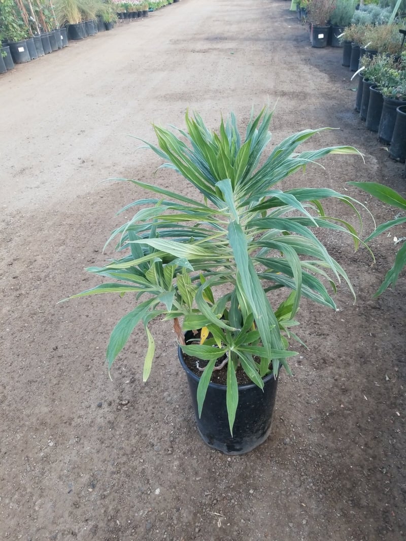 Photo for Echium candicans (E. fastuosum) (Pride of Madeira)