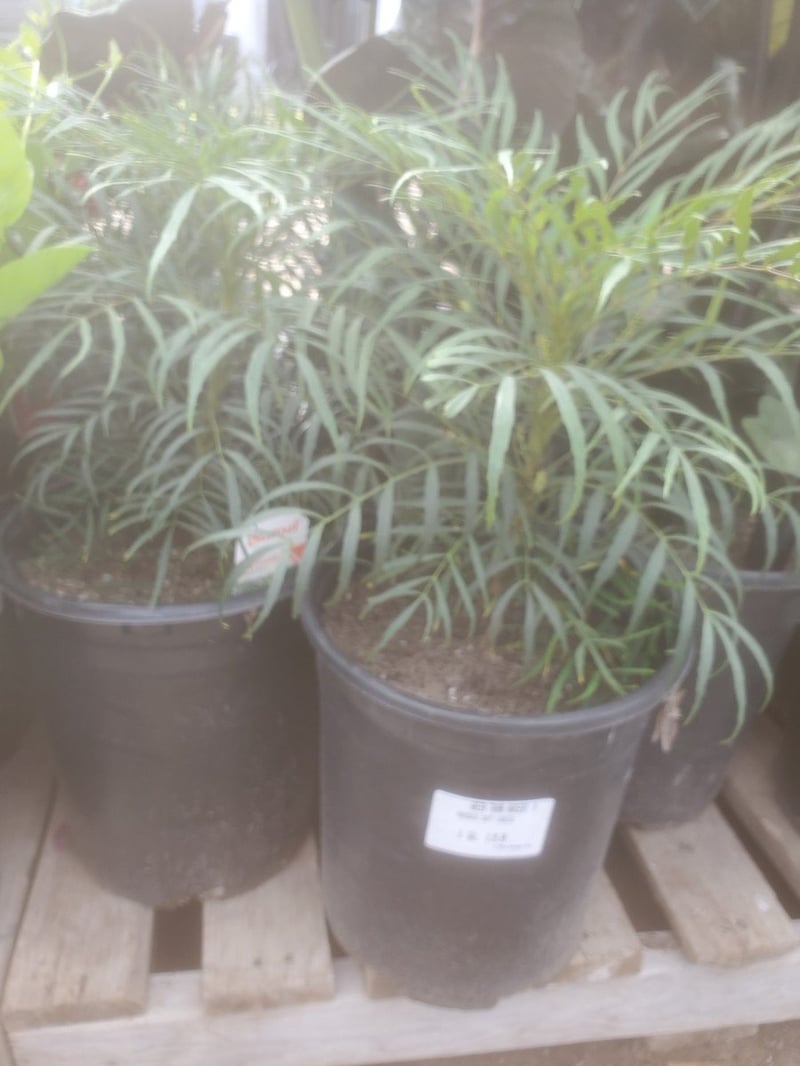 Photo for Mahonia eurybracteata 'Soft Caress' (Soft Caress Mahonia)