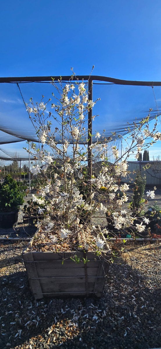 Photo for Magnolia stellata (Multi) (Star Magnolia)