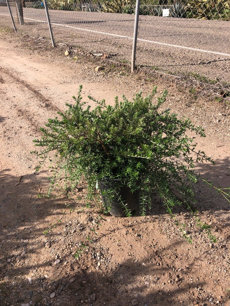 Photo for Westringia fruticosa 'Mundi' (Low Coast Rosemary)