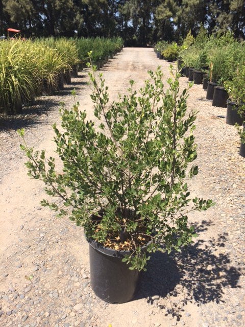 Photo for Rhamnus alaternus (Italian Buckthorn)