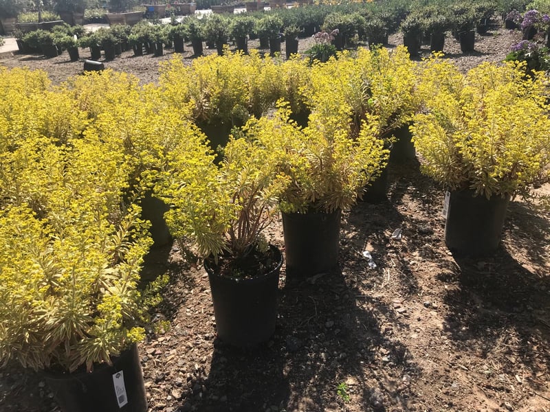 Photo for Euphorbia x martinii 'Ascot Rainbow' (Ascot Rainbow Spurge)