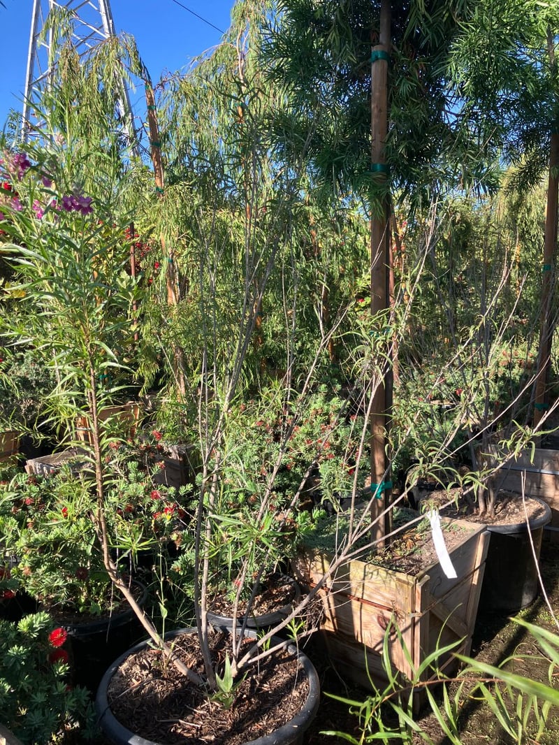 Photo for Chilopsis linearis 'Bubba' (Multi) (Bubba Desert Willow)