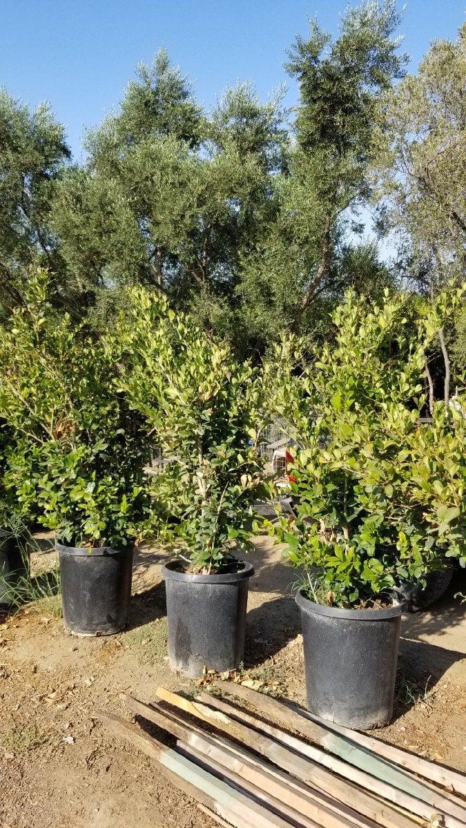 Photo for Ligustrum japonicum (Column) (Waxleaf Privet, Japanese Privet)
