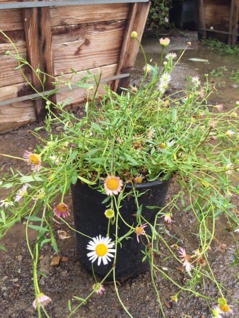 Photo for Erigeron karvinkianus (Santa Barbara Daisy)