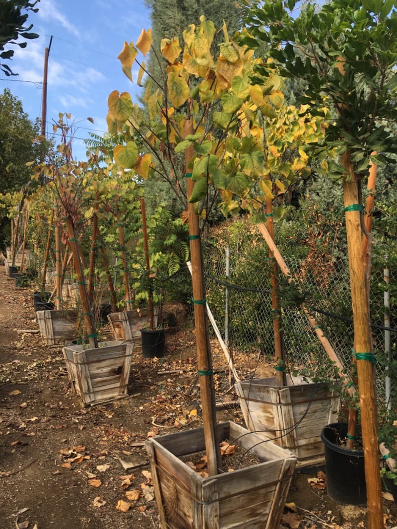 Photo for Cercis occidentalis (Standard) (Western Redbud)