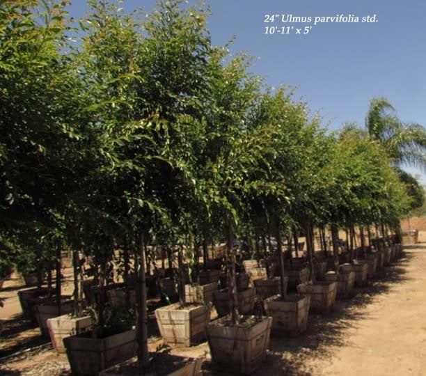 Photo for Ulmus parvifolia (Chinese Elm, Lacebark Elm)