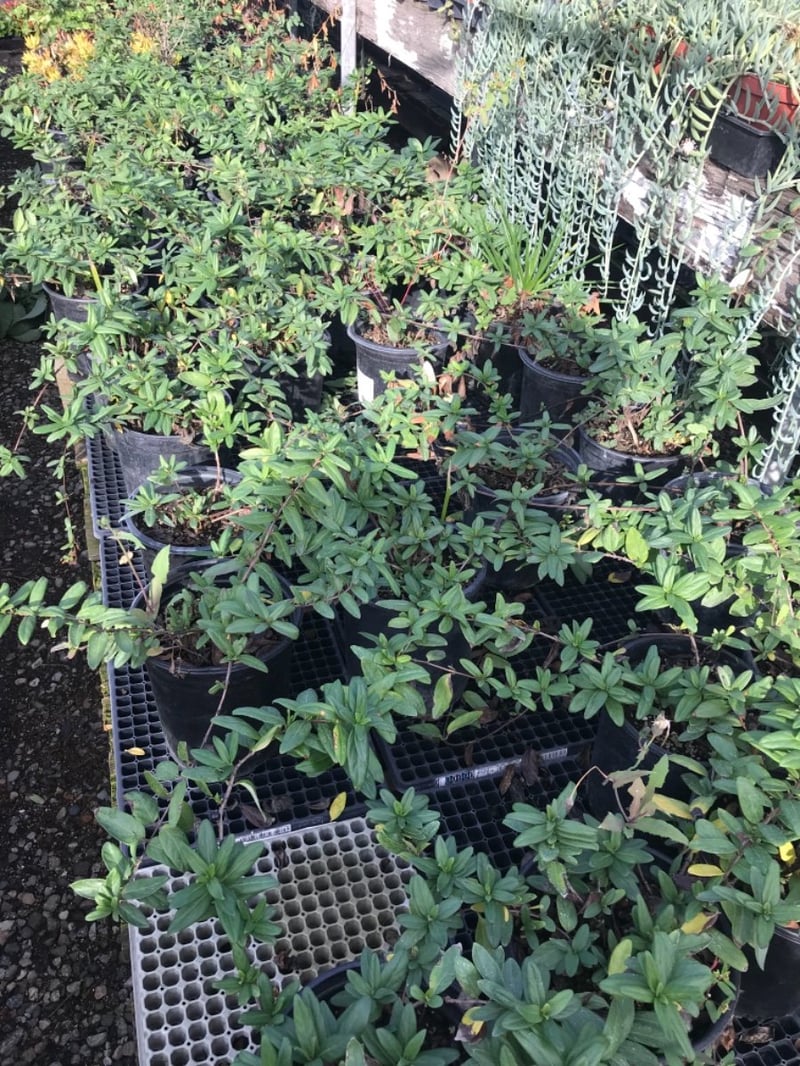 Photo for Lonicera japonica 'Halliana' (Japanese Honeysuckle)