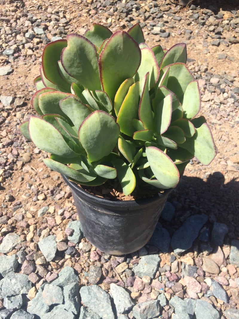 Photo for Cotyledon orbiculata (Finger Aloe, Grey Sticks, Chalk Fingers)