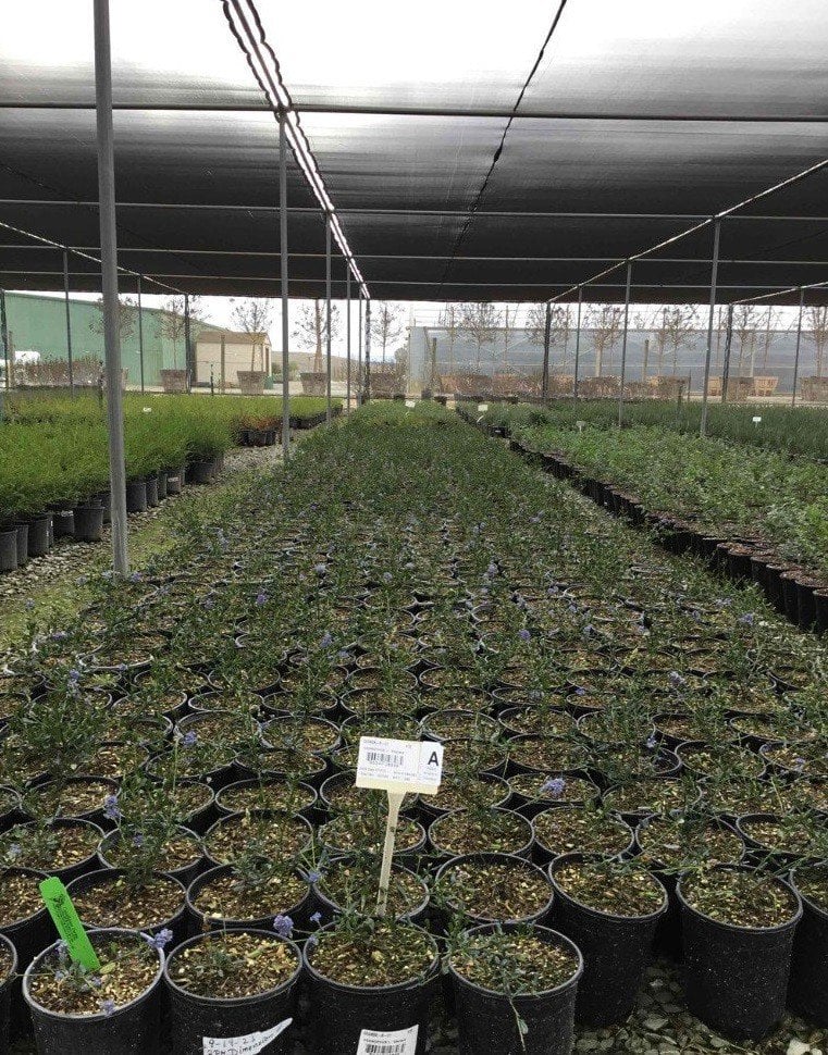 Photo for Ceanothus 'Centennial' (Centennial California Wild Lilac)