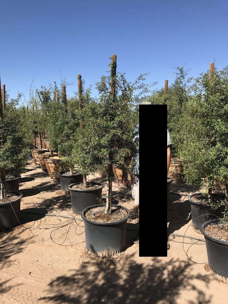 Photo for Pistacia lentiscus (Mastic Tree)