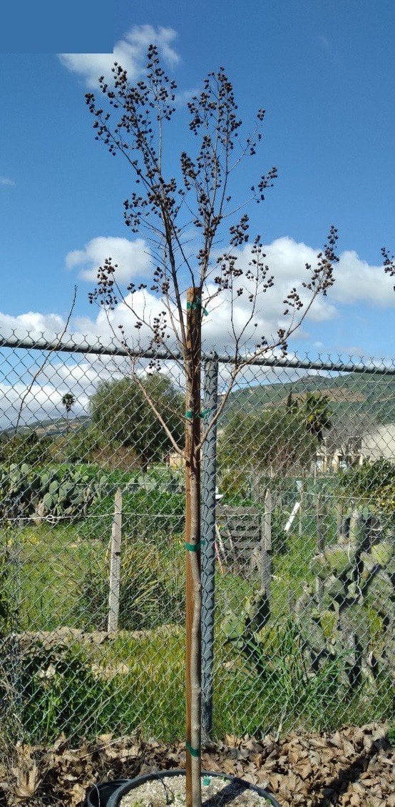 Photo for Lagerstroemia indica x fauriei 'Tuscarora' (Standard) (Tuscarora Crape Myrtle)