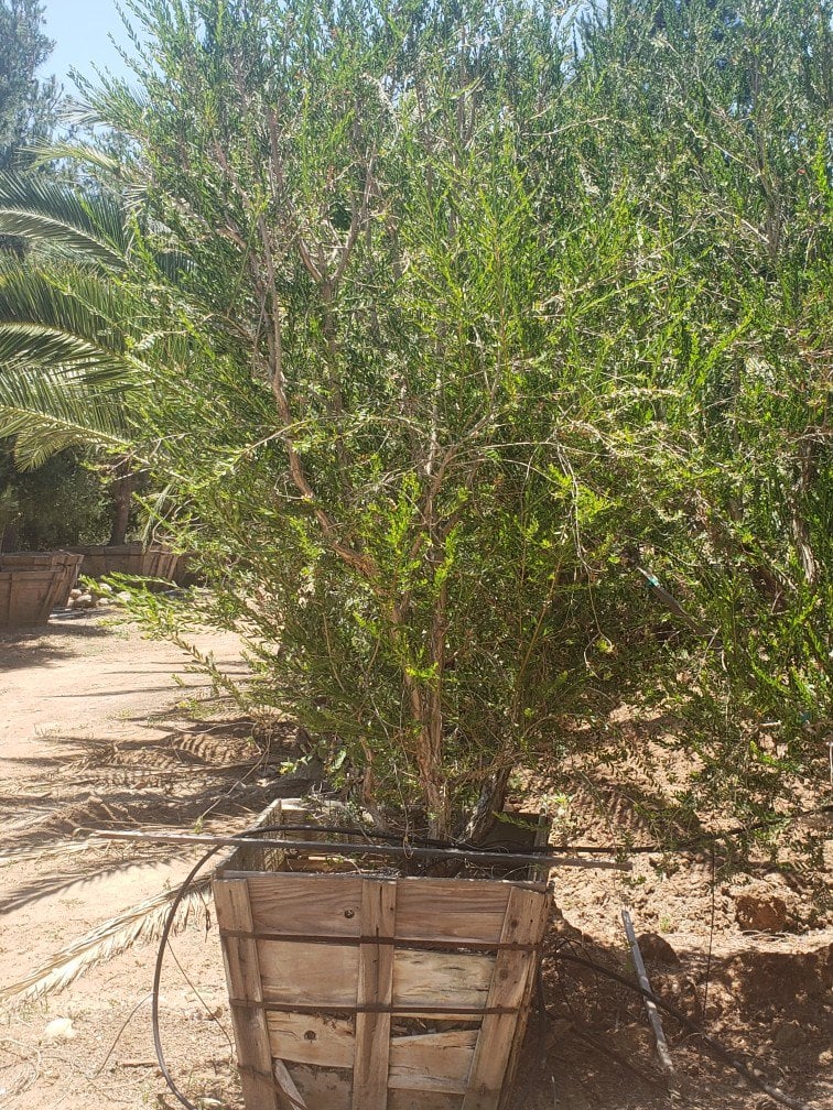 Photo for Melaleuca nesophila (Low Branch) (Pink Melaleuca)