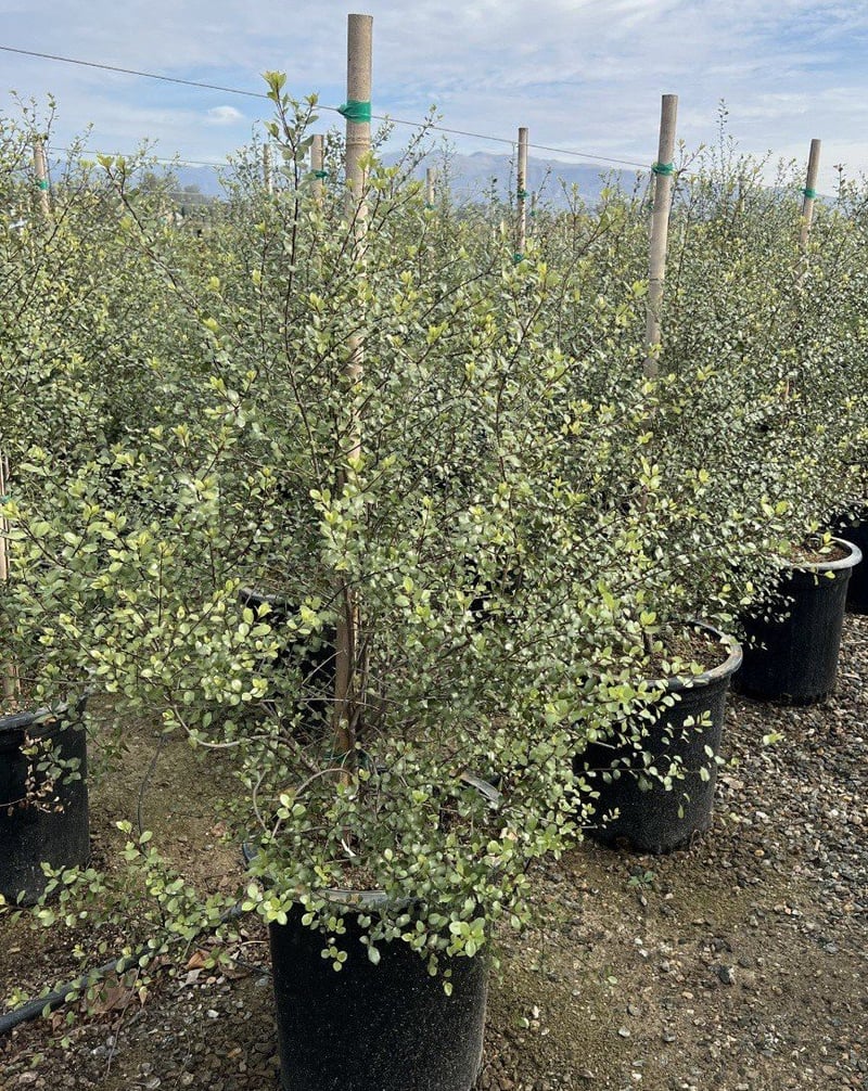 Photo for Pittosporum tenuifolium 'Silver Sheen' (Silver Sheen Kohuhu)