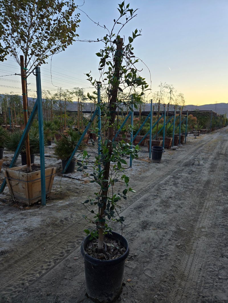 Photo for Trachelospermum jasminoides (Staked) (Star Jasmine)