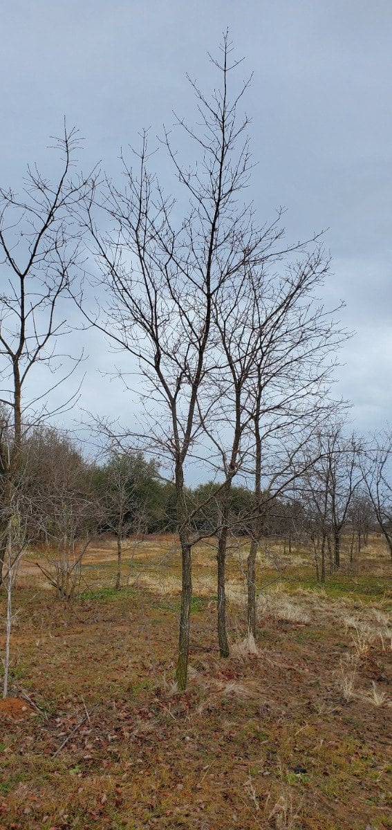 Photo for Prunus mexicana  (Mexican plum)