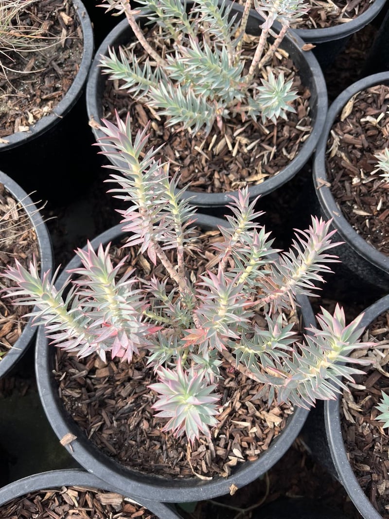 Photo for Euphorbia characias wulfenii (Mediterranean Spurge)