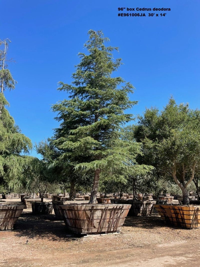 Photo for Cedrus deodara (Deodar Cedar)