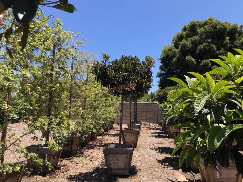 Photo for Eriobotrya deflexa 'Coppertone' (Standard) (Bronze Loquat)