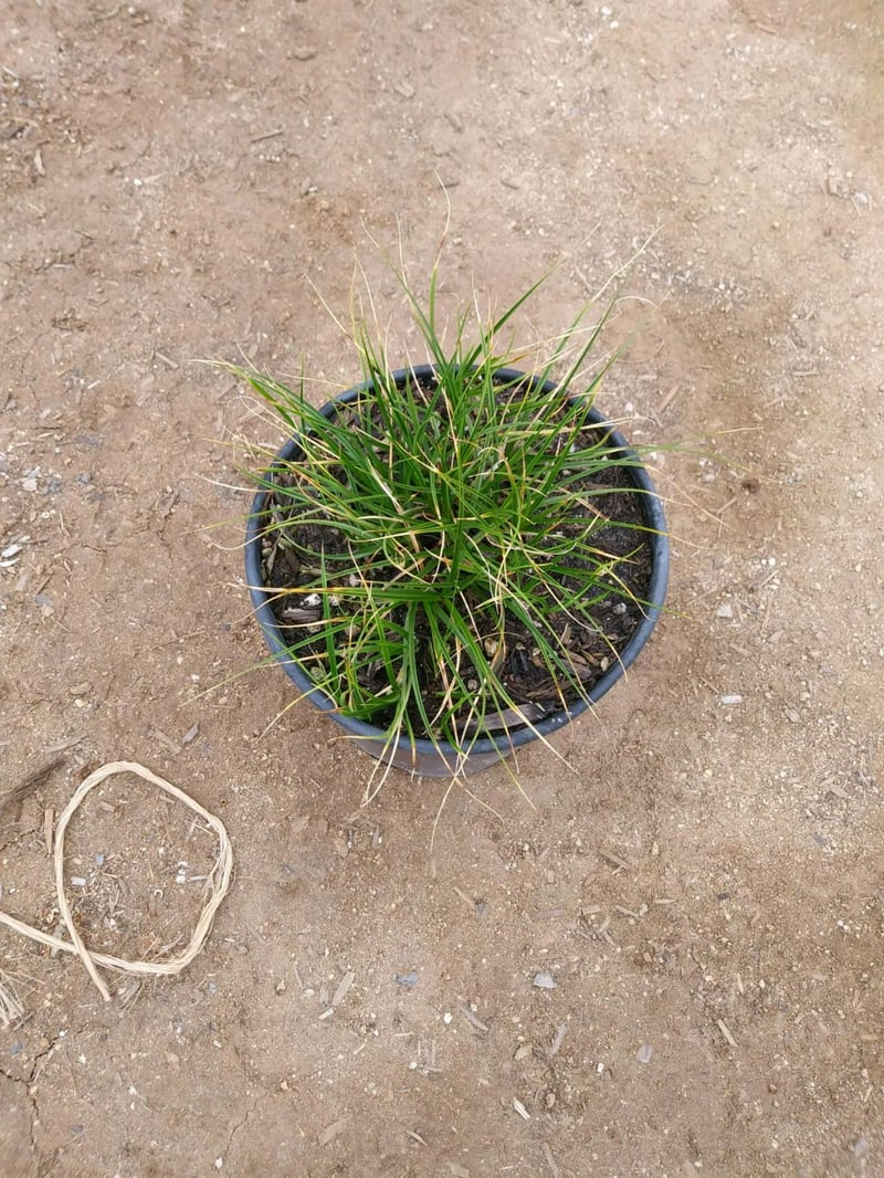 Photo for Carex praegracilis (California Field Sedge)